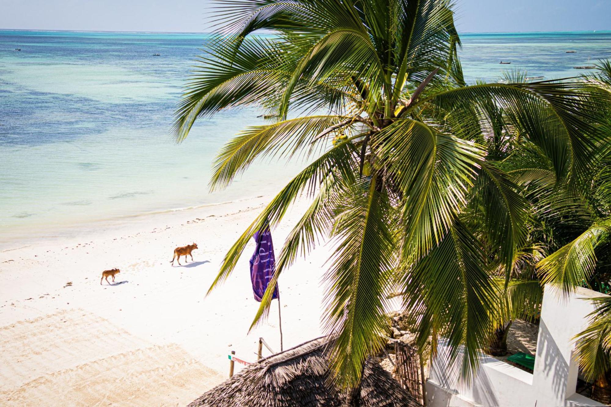 Hotel Pili Pili Sunrise Beach Jambiani  Exteriér fotografie
